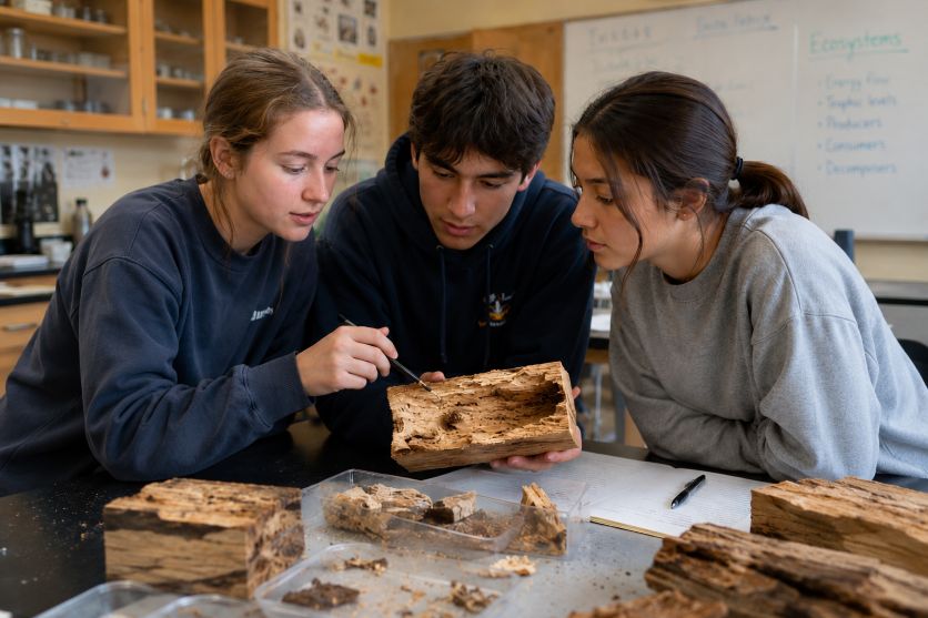 science students examining wood samples for carpenter ant tunnels